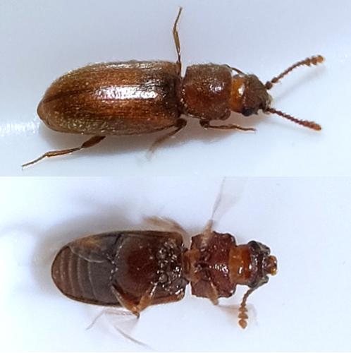 Cryptophagus sp.